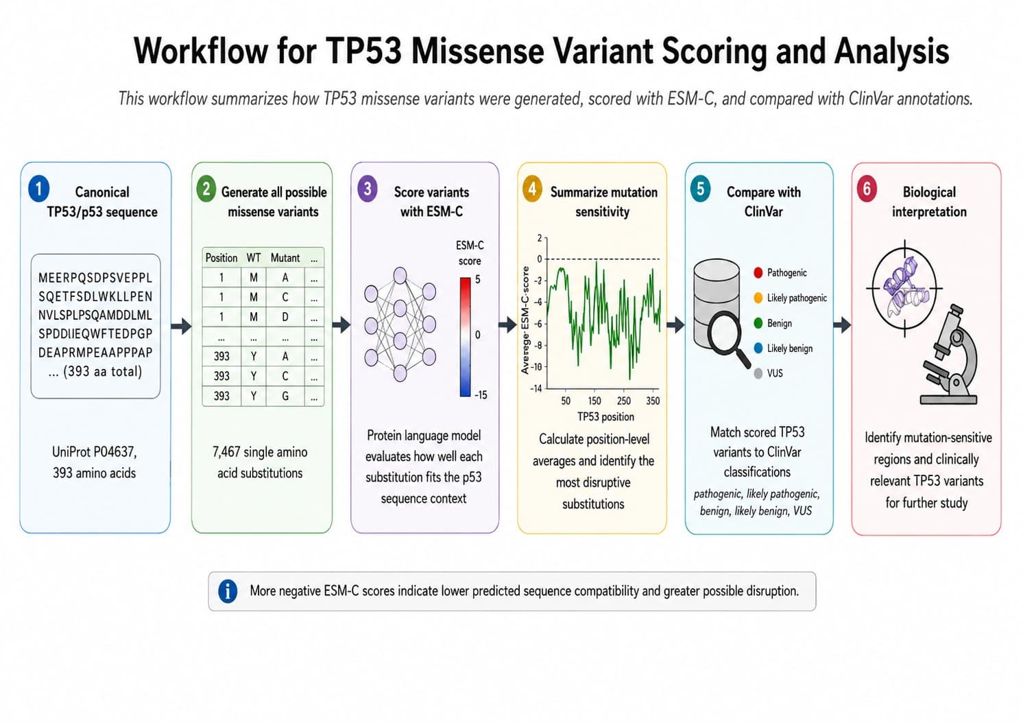 Workflow diagram for Using Protein Language Models to Analyze Missense Mutations in the Human TP53 Gene